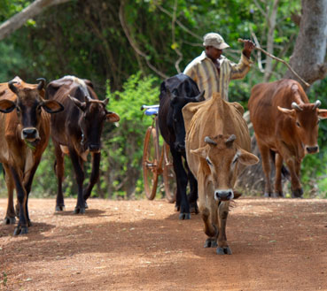 aaruh-foundation-cow farming-Cow Project Achievements