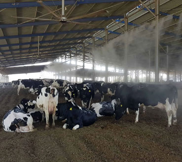 Cow Farming - Aaruh Foundation