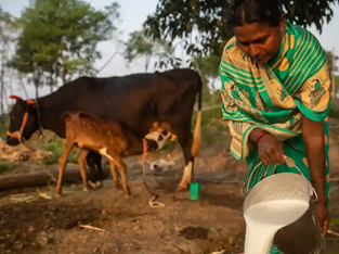 aaruh-foundation-cow farming- Opportunity