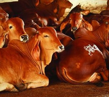 aaruh-foundation-cow farming-Uses of Products in Goshala and their Benefits